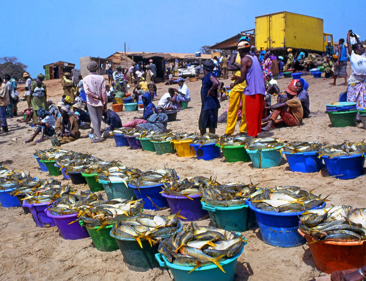GAMBIA, fishing village, tubs full of Yellow Tailed Mullet, GAM852JPL A 750