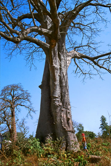 GAMBIA, large Baobab tree, boy by the tree, GAM994JPL A 370