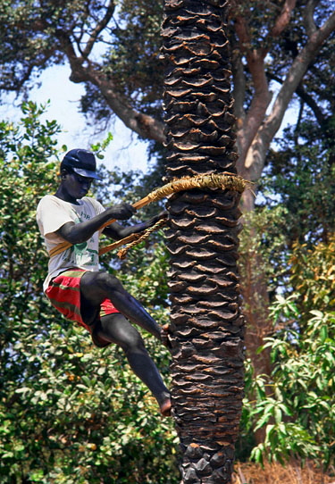 GAMBIA, man climbing palm tree (tapping sap for palm wine), GAM859JPL A 542 deep