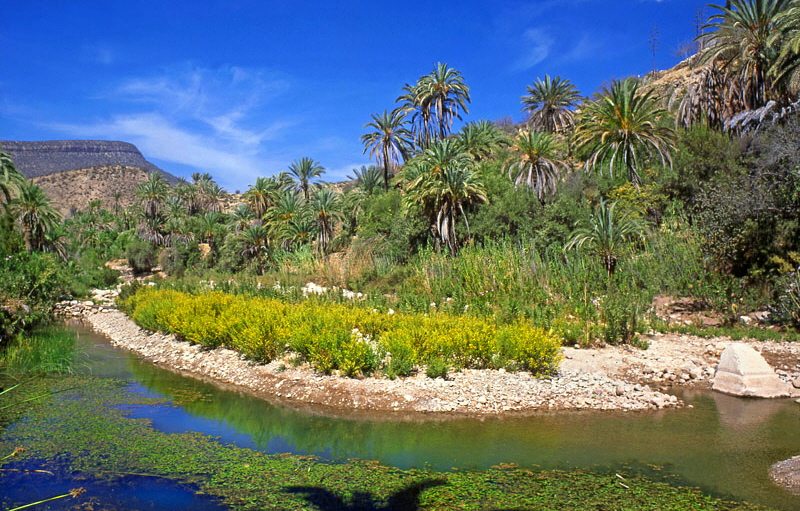 MOROCCO, Atlas Mountain scenery, typical oasis, MOR398JPL A 800