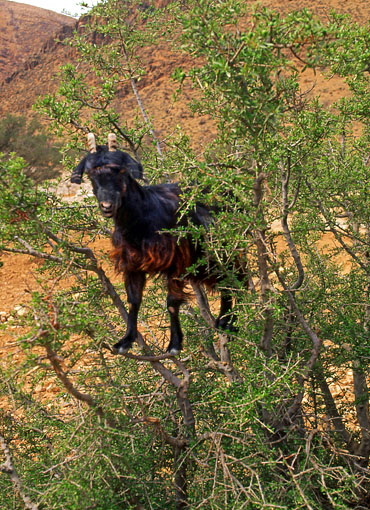 MOROCCO, Atlas Mountains, goat grazing on tree, MOR05JPL A 370