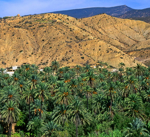 MOROCCO, Atlas Mountains, oasis with Date plantation, MOR53JPL A 498 deep