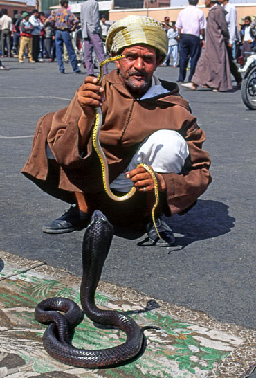 MOROCCO, Marrakesh, Djmaa el Fna Square, snake charmer, MOR102JPL A 370
