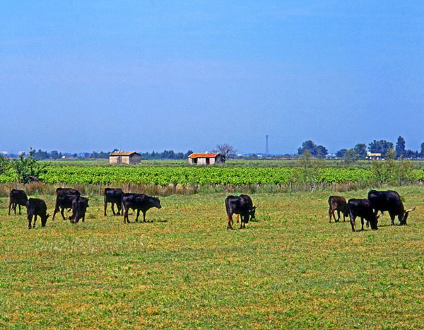 Camargue, famous black bulls, FRA417JPLA   700 wide