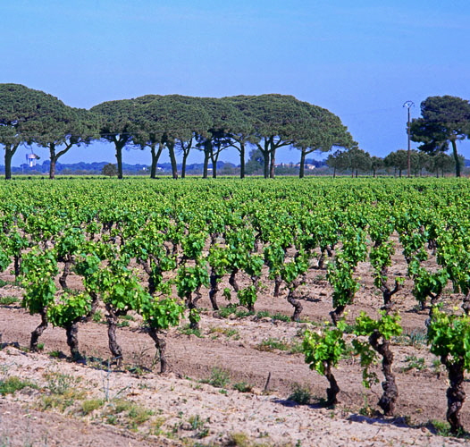 FRANCE, Languedoc-Roussillon, Camargue, vinerayds, FRA420JPLA 500 deep