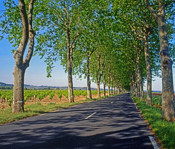 FRANCE, Languedoc-Roussillon, country lane and vineyard, near Beziers, FRA455JPLA 500 deep