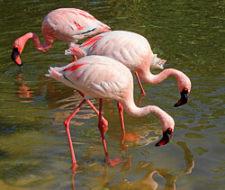 Languedoc, Flamingos,  250