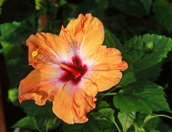 ITALY, Campania, Amalfi Coast, RAVELLO, Villa Rufolo Gardens, orange Hibiscus flower, ITL1149JPL  264 deep