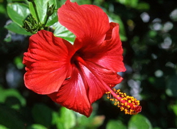 ITALY, Campania, Amalfi Coast, RAVELLO, Villa Rufolo Gardens, red Hibiscus flower, ITL1147JPL  264 deep