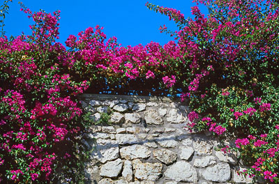 ITALY, Campania, Amalfi Coast, Ravello, wall covered in Bougainvillea flowers, ITL1129JPL 400