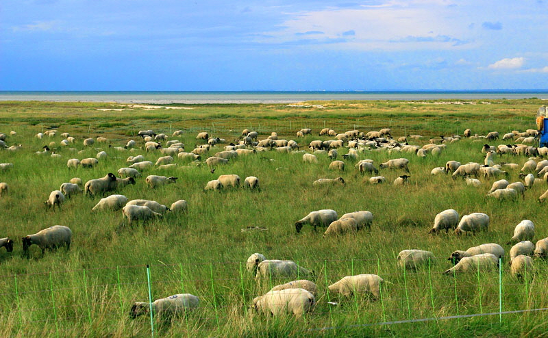 FRANCE, Brittany, coast near Saint Malo, sheep grazing in fields, FRA2760JPL A 800