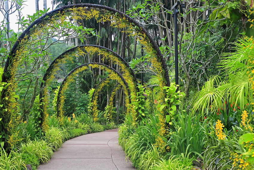 SINGAPORE, Botanic Gardens, Orchid Garden, archway of Oncidium Orchids, SIN1042JPL A 850