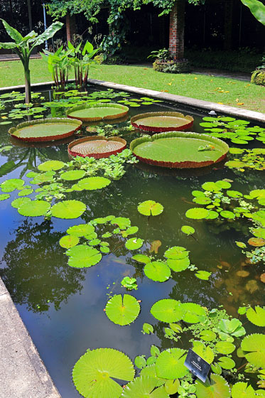 SINGAPORE, Botanic Gardens, giant lily pond, SIN1016JPL A 373