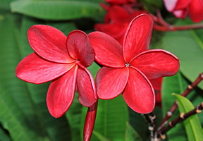SINGAPORE, Gardens by the Bay, Frangipani (Plumeria) flowers, deep red, SIN894JPL A 200 deep