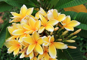 SINGAPORE, Gardens by the Bay, Frangipani (Plumeria) flowers, yellow, SIN900JPL A 200 deep