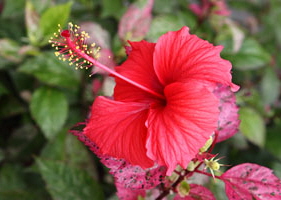 SINGAPORE, Gardens by the Bay, Hibiscus flower, red, SIN903JPL A 200 deep