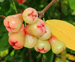 SINGAPORE, Gardens by the Bay, Jambu (Rose Apple) fruit tree, SIN926JPL A 200 deep