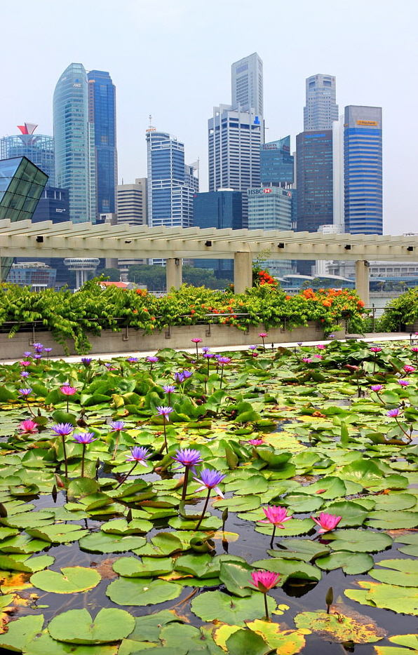 SINGAPORE, Marina Bay promenade, lily pond, and Singapore skyline, SIN1303JPL A 625