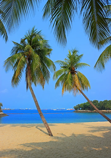 SINGAPORE, Sentosa Island, Palawan Beach, and coconut trees, SIN683JPL A 540 deep