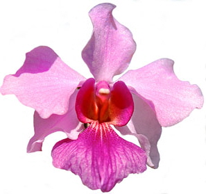 SINGAPORE, Vanda Miss Joquim orchid (Singapore national flower), SIN1633JPL A 300