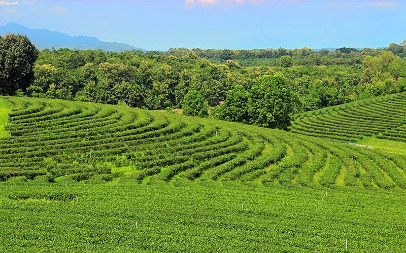 Northern Thailand, CHIANG RAI, Choui Fong Tea Plantation, THA5538JPL  A 800