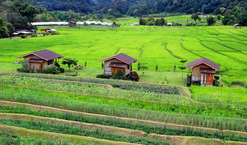 Northern Thailand, Doi Inthanon National Park, Karen Hill Tribe village, rice fields, THA5459JPL  A 800