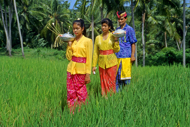 Indonesia, BALI, villagers carrying offerings to temple (through rice fields), BAL1280JPL A 800
