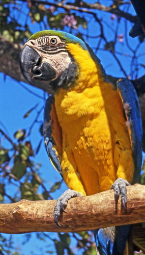 Ardastra Gardens, Macaws, BAH490JPLA  500 deep