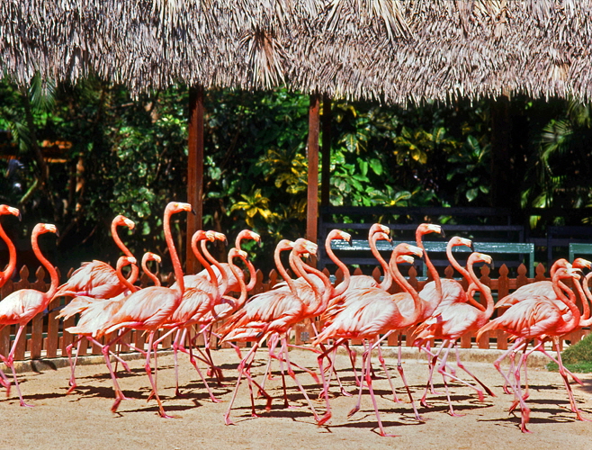 Ardastra Gardens, Pink Flamingos, BAH422JPLA  500 deep