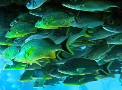 BAHAMAS, New Providence Island, reef fish, BAH408JPLA 300 deep