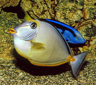 BAHAMAS, New Providence Island, reef fish, BAH472JPL 4000  A 300 deep