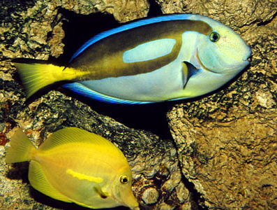 BAHAMAS, New Providence Island, reef fish, BAH475JPL 4000 A 300 deep