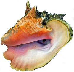Conch shellfish in water, BAH310JPLA   250