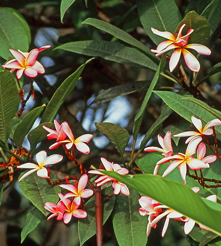 Frangipani (Plumeria) flowers, BAH520JPLA  500 deep