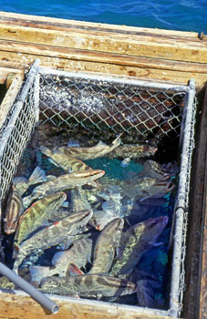 Potters Cay, fish catch kept live in baskets, BAH189JPLA   350