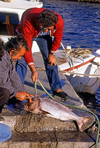Agios Nikolaos, man scaling fish 480