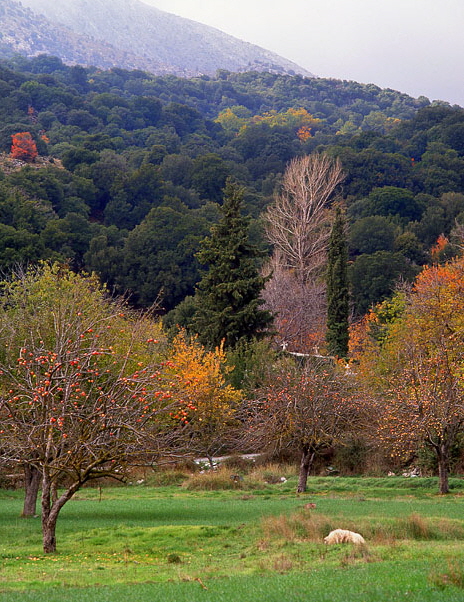 CRETE, countryside, Autumn, Apple trees   465 wide
