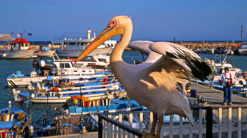 CYPRUS, Aiya Napa, Pelican and fishing boats, CYP240JPL A 800