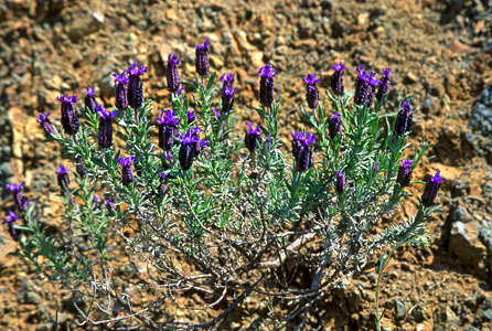 CYPRUS, Akamas, Mirafora flowers, CYP458JPL A 300 deep