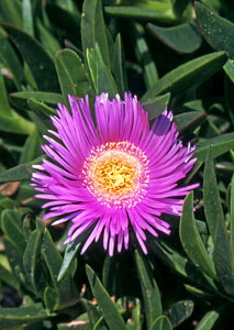 CYPRUS, Akamas, coastal wild flowers, CYP476JPL A 300 deep
