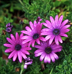 CYPRUS, Akamas, wild flowers, CYP464JPL A 236 deep