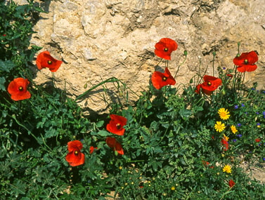 CYPRUS, Akamas, wild flowers, Poppies against stone wall, CYP473JPL A 285 deep