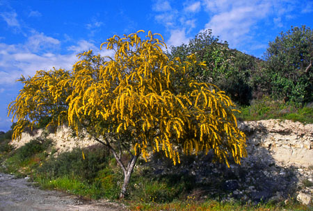 CYPRUS, Akamas area, Mimosa Tree blossom, CYP474JPL A 450
