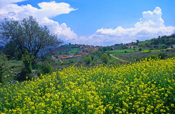 CYPRUS, Troodos Mountain scenery, CYP206JPL A 560