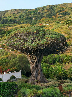 Canary Islands, TENERIFE, Garachico, ancient Dragon Tree (Dracaena draco), SPN1776JPL 360 deep
