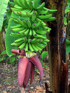 Canary Islands, TENERIFE, Puerto de la Cruz, Botanical Gardens, Banana fruit, SPN1500JPL 288