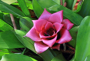 Canary Islands, TENERIFE, Puerto de la Cruz, Botanical Gardens, Bromeliaceae flower, SPN1512JPL 300