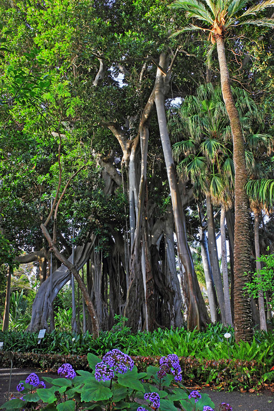Canary Islands, TENERIFE, Puerto de la Cruz, Botanical Gardens, Ficus (Banyan) tree, SPN1507JPL 800 deep