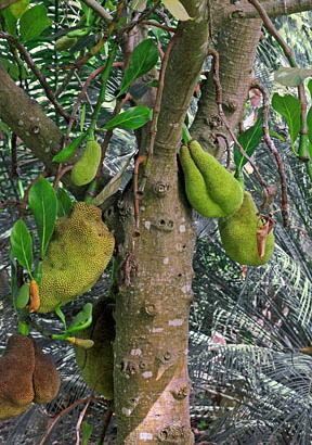 Canary Islands, TENERIFE, Puerto de la Cruz, Botanical Gardens, Jak Fruit tree, SPN1510JPL 288