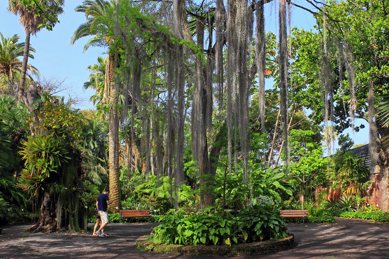Canary Islands, TENERIFE, Puerto de la Cruz, Botanical Gardens, SPN1484JPL 800